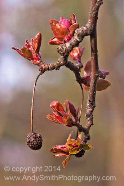 Spring Twig